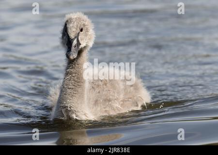 Cygnet ou bébé Swan nageant sur le lac Banque D'Images