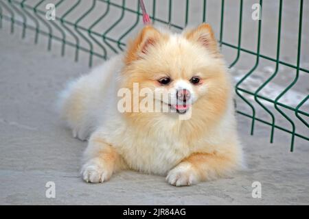 Chien blanc de Poméranie alias Pom (Zwers, Tumbleweed, Deutscher Spitz, Zwergspitz) assis dans la rue près de la frontière verte de grille et attendant avec espoir, animal de compagnie Banque D'Images