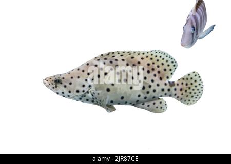 Nage de poissons colorés, isolés sur fond blanc Banque D'Images