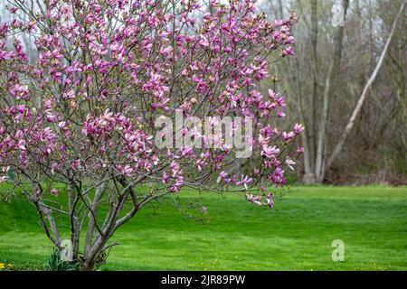 Un magnolia en pleine floraison le long du parcours de golf de Dogwood Glen à Warren, Indiana, États-Unis. Banque D'Images