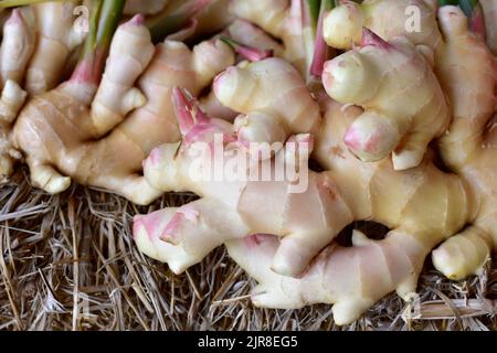 gros plan de gingembre frais. récolte de racine de gingembre sur le terrain agricole. ferme de production de gingembre frais. Beaucoup de racine de gingembre. Pour vendu sur le marché. Herbes Banque D'Images