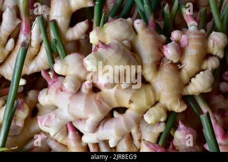 gros plan de gingembre frais. récolte de racine de gingembre sur le terrain agricole. ferme de production de gingembre frais. Beaucoup de racine de gingembre. Pour vendu sur le marché. Herbes Banque D'Images