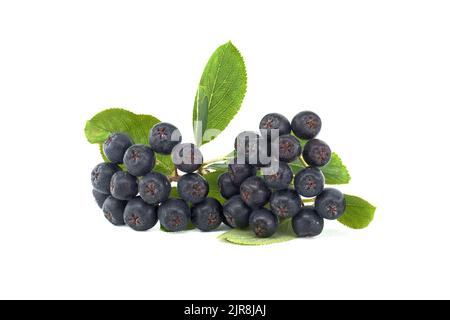 Aronia melanocarpa, appelé le chois noir isolé sur fond blanc Banque D'Images