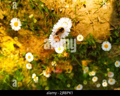 Gros plan d'une abeille debout sur la camomille blanche avec d'autres fleurs en arrière-plan Banque D'Images