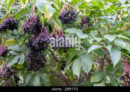 Bouquet de baies de sureau sur la vigne sur l'arbre en été, jardin d'automne. Arbuste de Sambucus avec baies noires plus âgées Banque D'Images