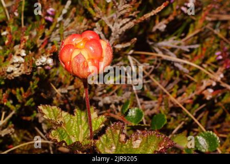 Mûrier rouge mûr (Rubus chamaemorus), Norvège septentrionale Banque D'Images