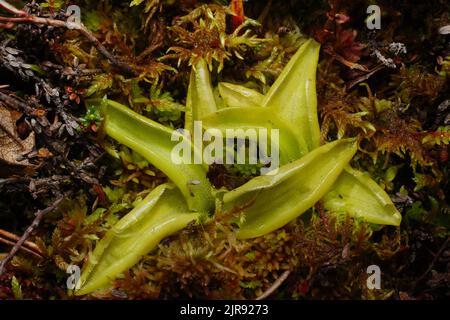 Le butterwort commun (Pinguicula vulgaris) poussant dans la mousse de sphaigne, Nord de la Norvège Banque D'Images