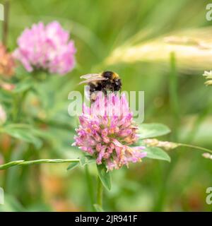 Gros plan d'un bourdon sur une fleur de trèfle dans la nature sur un arrière-plan flou. Vue de dessus. Mise au point sélective. Banque D'Images