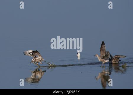 Silbermöwe, goéland argenté européen, Larus argentatus Banque D'Images