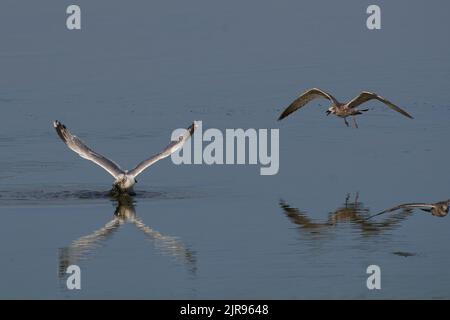 Silbermöwe, goéland argenté européen, Larus argentatus Banque D'Images