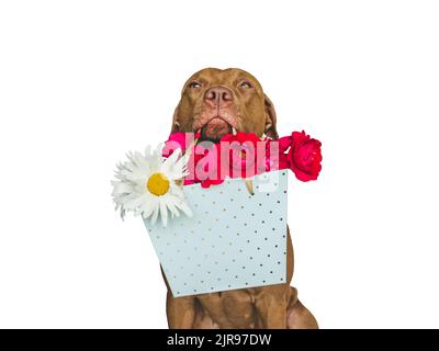 Adorable chiot brun et fleurs vives Banque D'Images