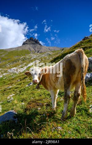 Jeune vache simmental suisse sur un pré alpin à Adelboden, Berner Oberland Banque D'Images