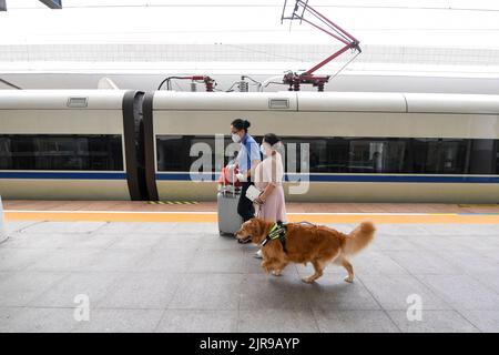 Guangdong, province chinoise de Guangdong. 19th août 2022. Zhang Li et son chien-guide Man Yue marchent sur la plate-forme de la gare de Huizhou South Railway Station à Huizhou, dans la province de Guangdong, au sud de la Chine, le 19 août 2022. Zhang Li, une personne malvoyée, est retourné à Huizhou de Heyuan, dans la province de Guangdong, par train. L'accompagnant pendant le voyage était son chien guide, l'homme Yue.depuis 2017, l'homme Yue a été à de nombreux endroits avec Zhang Li et est devenu un membre de la famille de Zhang. Credit: Mao Siqian/Xinhua/Alamy Live News Banque D'Images