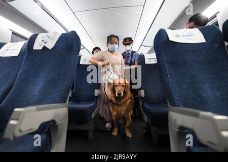 Guangdong, province chinoise de Guangdong. 19th août 2022. Zhang Li et son chien-guide Man Yue sont sur le point de descendre du train à Shenzhen, dans la province de Guangdong, dans le sud de la Chine, le 19 août 2022. Zhang Li, une personne malvoyée, est retourné à Huizhou de Heyuan, dans la province de Guangdong, par train. L'accompagnant pendant le voyage était son chien guide, l'homme Yue.depuis 2017, l'homme Yue a été à de nombreux endroits avec Zhang Li et est devenu un membre de la famille de Zhang. Credit: Mao Siqian/Xinhua/Alamy Live News Banque D'Images