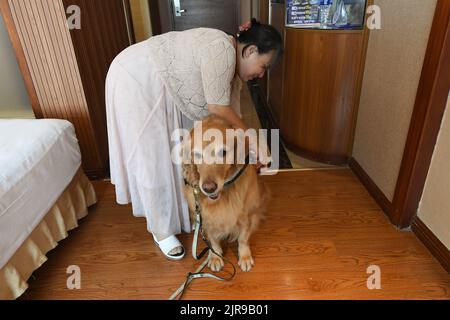 Guangdong, province chinoise de Guangdong. 19th août 2022. Zhang Li se prépare à partir avec son chien-guide Man Yue dans un hôtel à Heyuan, dans la province de Guangdong, au sud de la Chine, le 19 août 2022. Zhang Li, une personne malvoyée, est retourné à Huizhou de Heyuan, dans la province de Guangdong, par train. L'accompagnant pendant le voyage était son chien guide, l'homme Yue.depuis 2017, l'homme Yue a été à de nombreux endroits avec Zhang Li et est devenu un membre de la famille de Zhang. Credit: Mao Siqian/Xinhua/Alamy Live News Banque D'Images