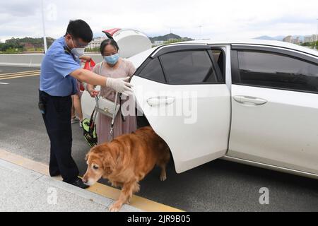 Guangdong, province chinoise de Guangdong. 19th août 2022. Le membre du personnel Zhang Jinyu (L) reçoit Zhang Li et son chien-guide Man Yue à la gare de Heyuan East à Heyuan, dans la province de Guangdong, au sud de la Chine, le 19 août 2022. Zhang Li, une personne malvoyée, est retourné à Huizhou de Heyuan, dans la province de Guangdong, par train. L'accompagnant pendant le voyage était son chien guide, l'homme Yue.depuis 2017, l'homme Yue a été à de nombreux endroits avec Zhang Li et est devenu un membre de la famille de Zhang. Credit: Mao Siqian/Xinhua/Alamy Live News Banque D'Images