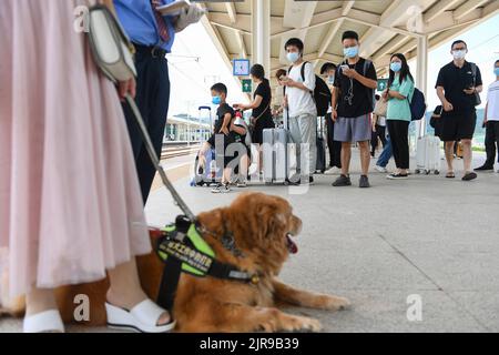 Guangdong, province chinoise de Guangdong. 19th août 2022. Zhang Li et son chien-guide Man Yue attendent le train à la gare de Heyuan East à Heyuan, dans la province de Guangdong, au sud de la Chine, le 19 août 2022. Zhang Li, une personne malvoyée, est retourné à Huizhou de Heyuan, dans la province de Guangdong, par train. L'accompagnant pendant le voyage était son chien guide, l'homme Yue.depuis 2017, l'homme Yue a été à de nombreux endroits avec Zhang Li et est devenu un membre de la famille de Zhang. Credit: Mao Siqian/Xinhua/Alamy Live News Banque D'Images