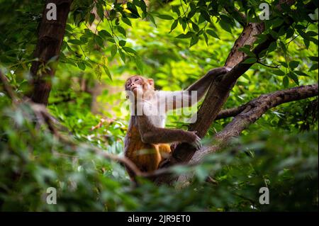 Un gros plan d'un macaque rhésus sur un arbre. Macaca mulatta. Banque D'Images