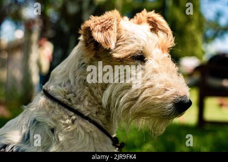 Portrait d'un chien de race de renard terrier dans le jardin de la maison Banque D'Images