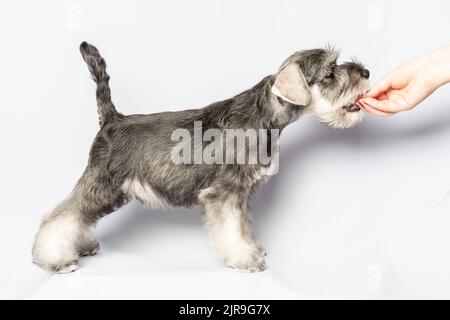 Un chiot schnauzer debout mange un régal des mains d'un maître. Portrait d'un chiot en gros plan sur un arrière-plan léger. Nourriture pour chiens. Formation, obe Banque D'Images