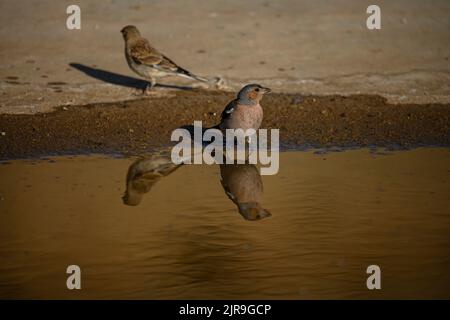 Chaffinch commun reflété dans un bassin d'eau. Banque D'Images