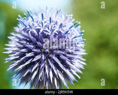 Gros plan sur la structure complexe et déchiquetée d'un chardon en plein soleil, violet riche, au fond vert déconcentré. Banque D'Images