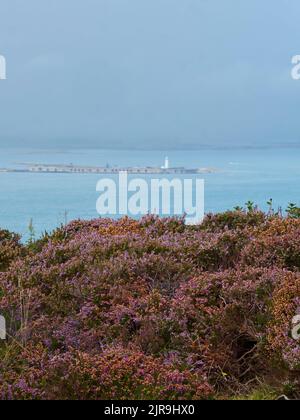 Une étendue de bruyère multicolore, à flanc de falaise, devant la mer, l'affleurement lointain portant le château d'Hurst et un phare et un horizon entouré de brume. Banque D'Images