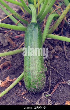 Courgettes vertes dans l'agriculture et la récolte. Courgettes poussant dans le jardin rustique. Culture de légumes à la maison, gros plan. Banque D'Images