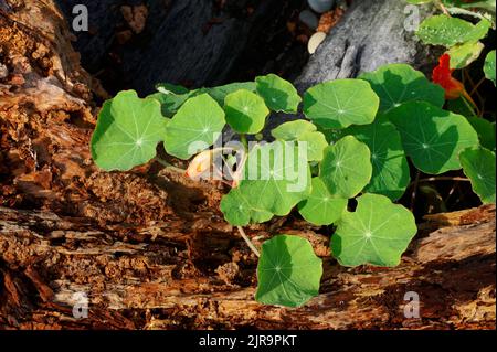 Des feuilles de nasturtium vertes, fortement veinées, courent le long d'un morceau de bois pourri Banque D'Images