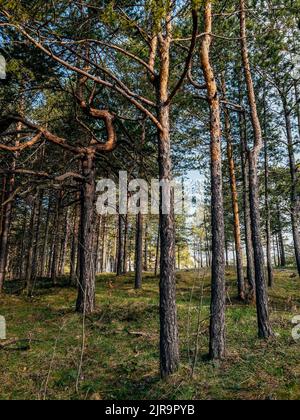 Pins Evergreen à Divcibare, célèbre station touristique de montagne située sur la montagne Maljen dans l'ouest de la Serbie. La beauté dans la nature. Banque D'Images