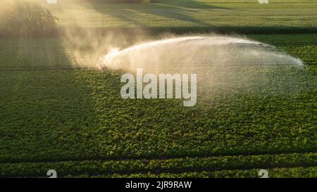 Vue aérienne par un drone d'un champ de pommes de terre irrigué par un système d'irrigation gigantesque et puissant. Photo de haute qualité Banque D'Images