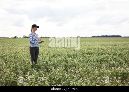 une agronome féminine avec un comprimé vérifie la croissance d'un champ avec des fleurs de sarrasin. la femme examine le champ et saisit les données dans un numérique Banque D'Images