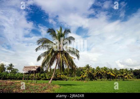 Champs de plantation de palmiers près du village d'Avukana, province du nord, Sri Lanka Banque D'Images