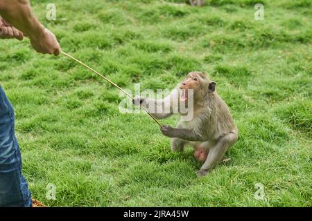 Un singe agressif très en colère. Banque D'Images