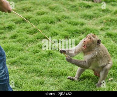 Un singe agressif très en colère. Banque D'Images