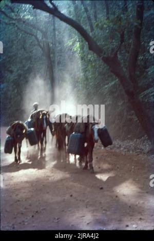 Chevaux transportant des charges à Matheran Hill Station, Maharashtra, Inde Banque D'Images