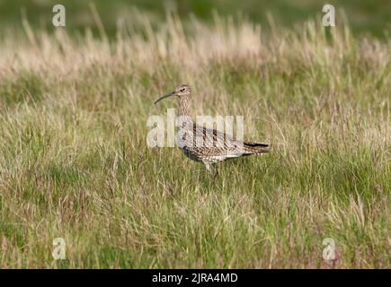 A curlew, Askrigg Common, Yorkshire Dales, Richmondshire, North Yorkshire. Banque D'Images