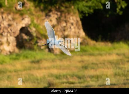 Un peu d'aigrette, Arnside, Milnthorpe, Cumbria, Royaume-Uni Banque D'Images