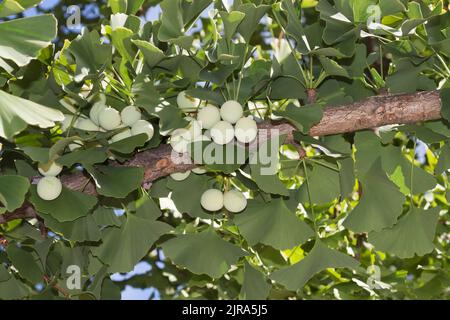 Le Ginkgo biloba, communément appelé le ginkgo ou le gingko, également connu sous le nom de l'arbre aux 40 écus Banque D'Images