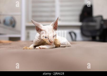 Little Devon Rex chaton joue sur le canapé Banque D'Images