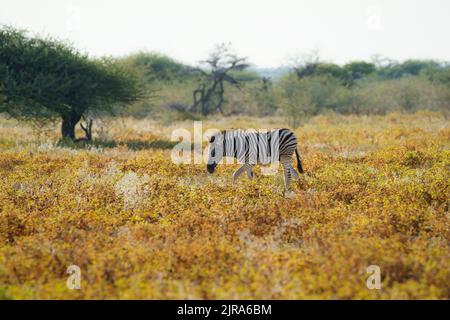 Burchells Zebra (Equus burchellii) traversant un champ de fleurs. Parc national d'Etosha, Namibie Banque D'Images