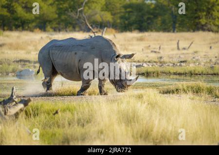 Rhinocéros blancs en pâturage devant le trou d'eau. Parc national d'Etosha, Namibie Banque D'Images