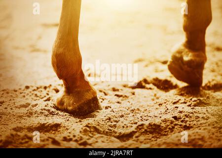 Les pattes d'un cheval de sorrel, en marche avec des sabots de terre sur le sable, illuminés par des rayons de lumière du soleil. Sports équestres. Banque D'Images