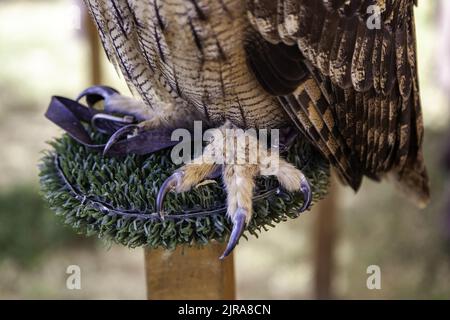 Détail de l'oiseau des griffes de proie, des ongles Banque D'Images