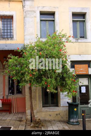 CHANIA,GRÈCE-OCTOBRE 03:fleurs de fleurs de bougeonner rouges poussant en face de l'ancien bâtiment grec.03 octobre, 2013 à Chania,Crète,Grèce. Banque D'Images