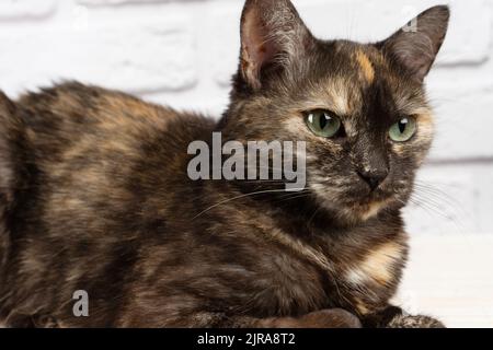 portrait d'un chat tortoiseshell domestique mignon avec les yeux jaunes regardant loin sur fond blanc. Banque D'Images