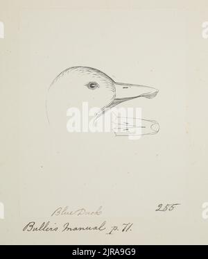 Canard bleu. (Hymenolaimus malacorhynchus), 1865 -1885, par John Buchanan. Banque D'Images