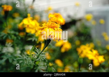 Fleurs jaunes Marigold poussant dans la cour arrière, foyer sélectif Banque D'Images