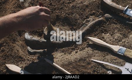 Par dessus l'archéologue mâle anonyme utilisant la brosse pour enlever la terre des os de membres de dinosaure le jour ensoleillé Banque D'Images