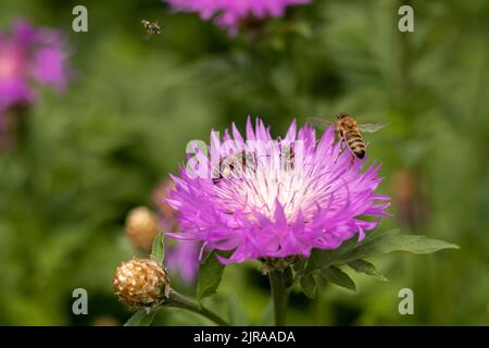 Une abeille vole vers une fleur de maïs pourpre et blanche avec trois abeilles. Les abeilles collectent le nectar. Collecte de pollen. Mise au point sélective. Banque D'Images